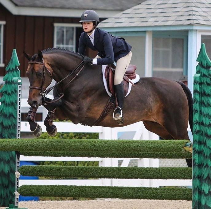 Oh My Gosh Such A Pretty Hunter Horseridingstyle Equestrianfashion Equestrianlifestyle Equestrianclothing Horseridinggear Hors Horses Equestrian Show Horses [ 680 x 687 Pixel ]