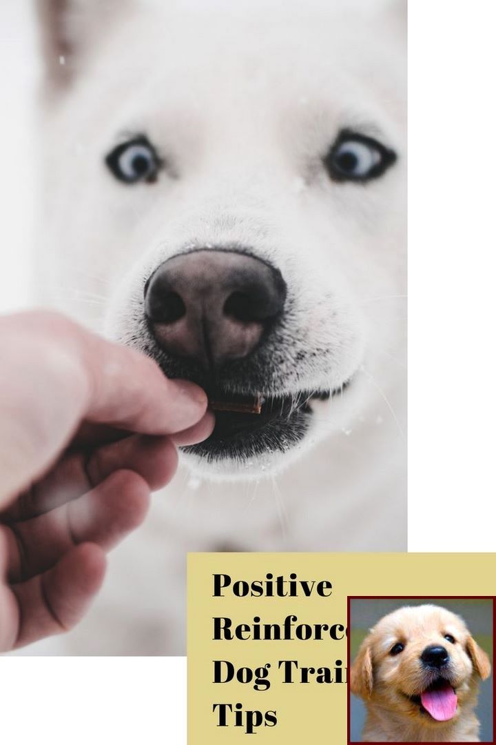Pin By Kelly Delta Dog Training On Dog Behavior Dog Behavior
