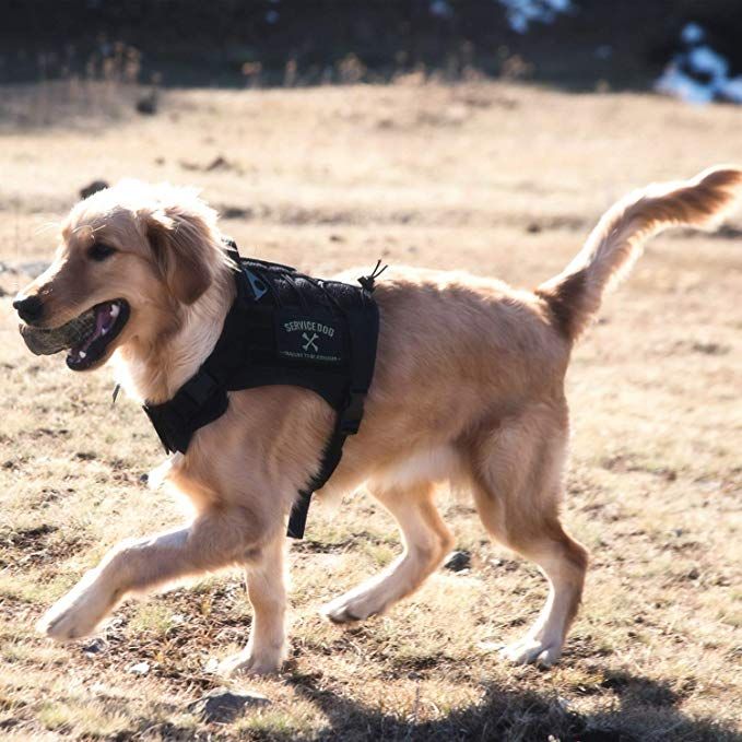 Amazon Com Onetigris Tactical Service Dog Vest Water Resistant