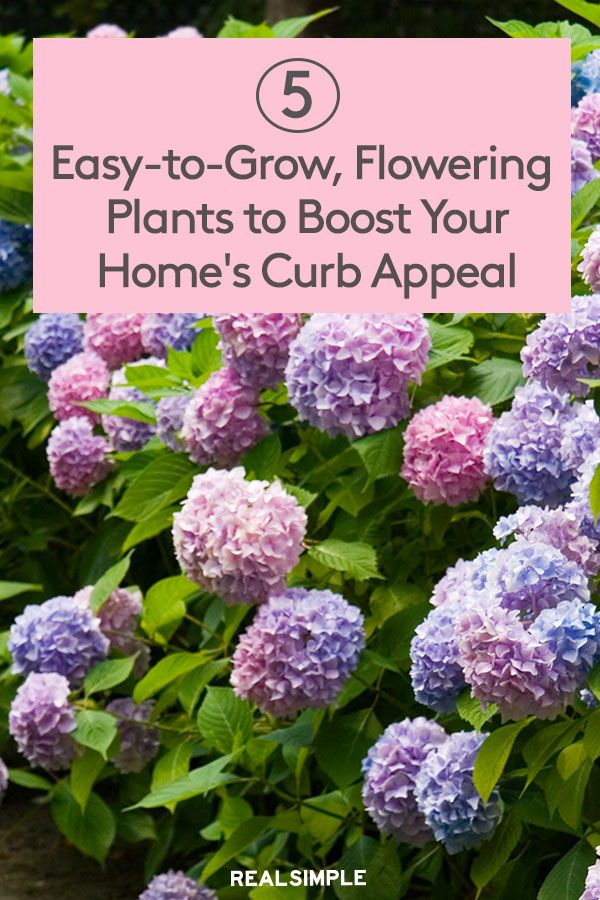 5 Easy Garden Plants 5 Easy Garden Plants