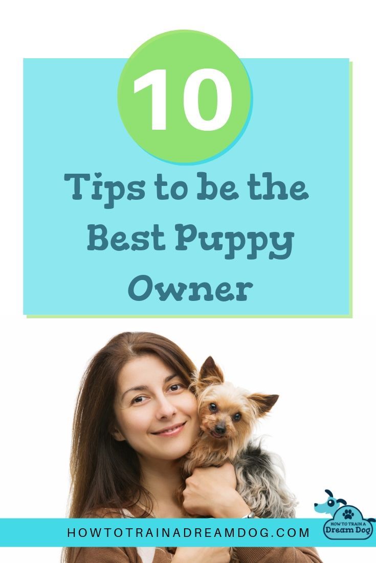 10 Tips To Be The Best Puppy Owner Best Puppies Dog Training