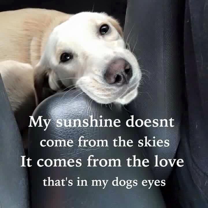 Cute Dog Quotes 23 Amazing 24 Best Boston's R The Business Images On Pinterest French Cute Dog Quotes 23 Amazing 24 Best Boston's R The Business Images On Pinterest French