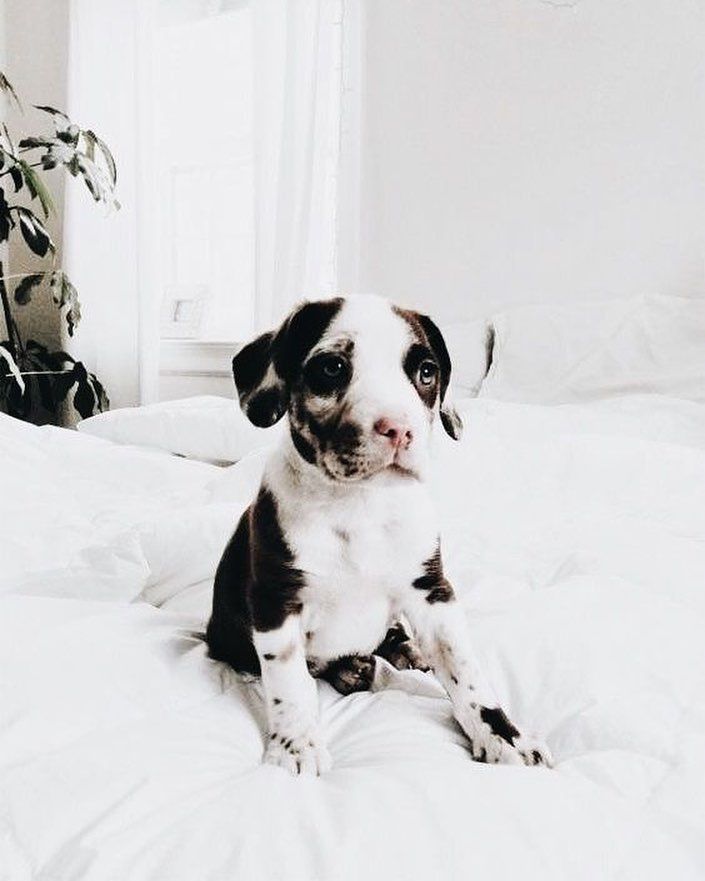 Pinterest Abbyhanson95 Animals Beautiful Baby Animals