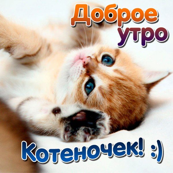 Картинки доброе утро мой сладкий котенок