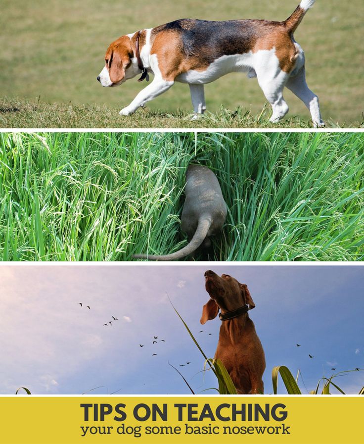 Hound Dog Training Videos Hound Dog Training Videos