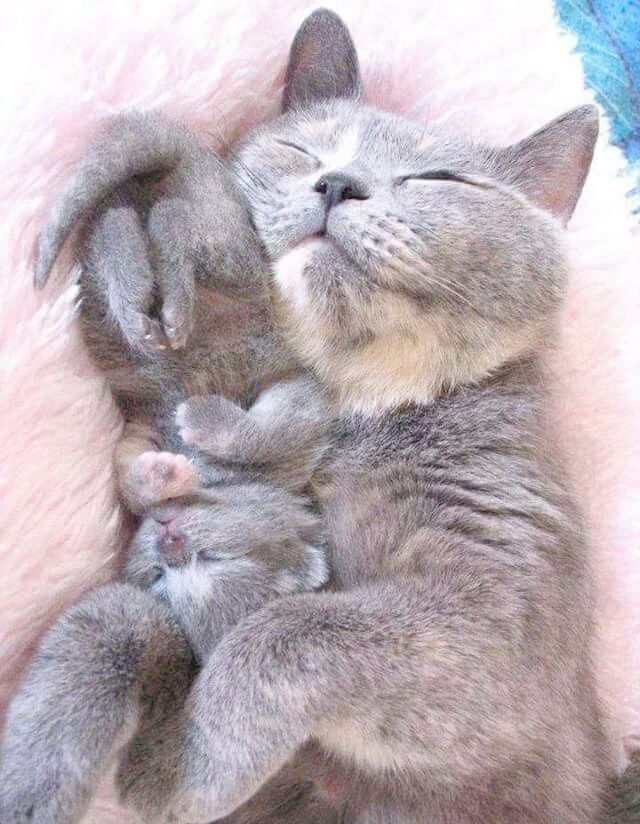 Kitten Cats Animals Cute Adorable Kittens Cutest Cute Cats