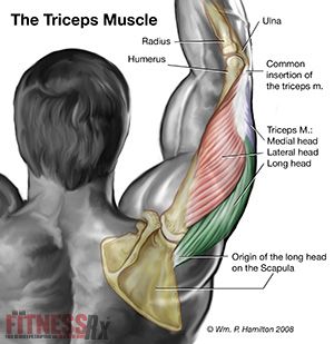 Supercharge Your Triceps with Dumbbell French Presses