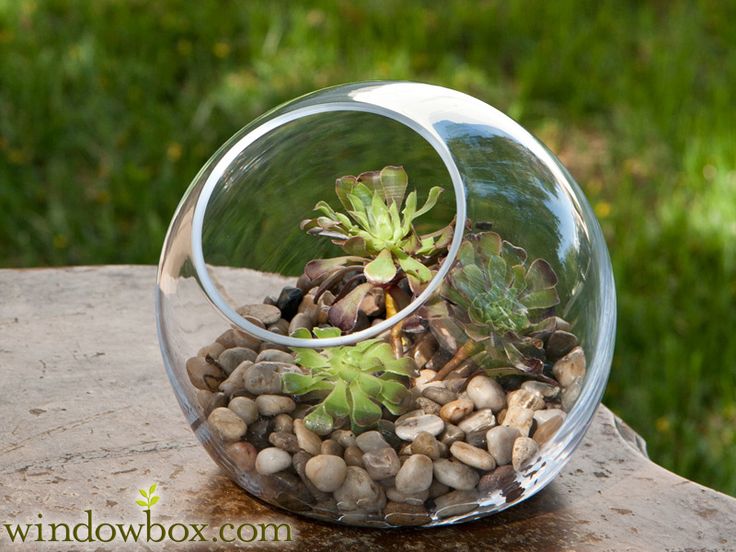 32 Best Terrarium Container Images On Pinterest Terrarium Bubble Glass Terrarium Container - 32 Best Terrarium Container Images On Pinterest Terrarium