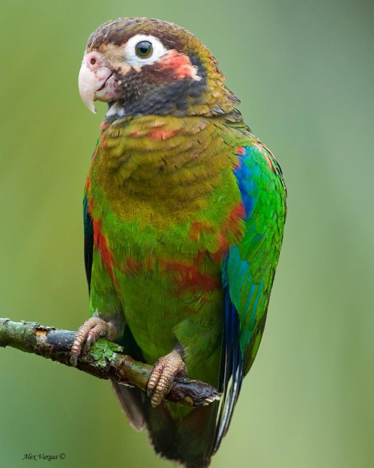 Best Food For Peach Fronted Conure Best Food For Peach Fronted Conure