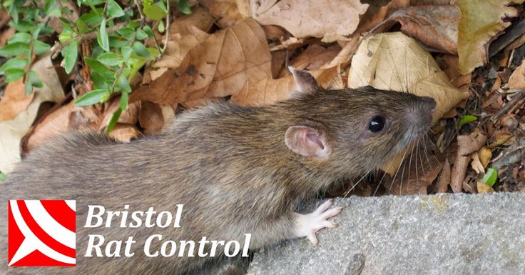 Bristol Pest Control: Rats Problems Under Your Shed? #shed