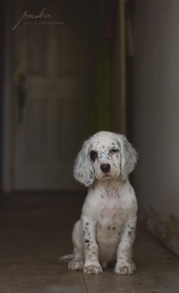 Best 25 English setter puppies ideas on Pinterest english setter puppies