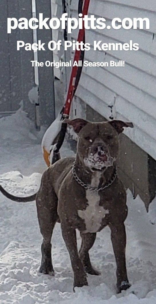 Pack S Cervato Pack Of Pitts Kennels Buffalo New York And Niagara