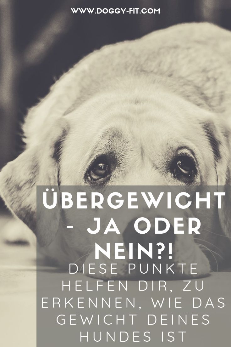 welches futter für hunde zum abnehmen