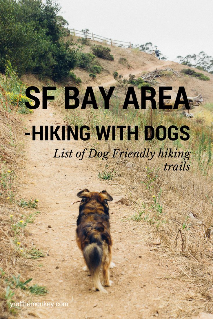 Dog Friendly Hikes Near Big Sur Dog Friendly Hikes Near Big Sur
