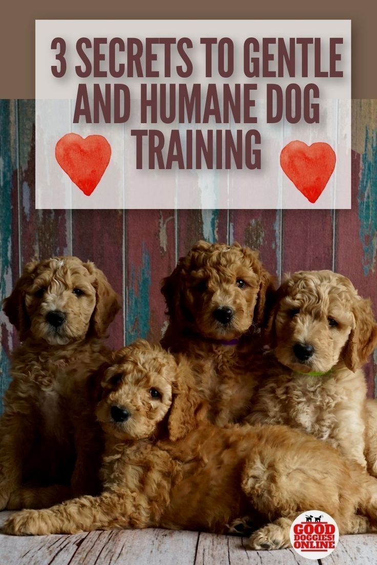 Secrets To Dog Training Pdf