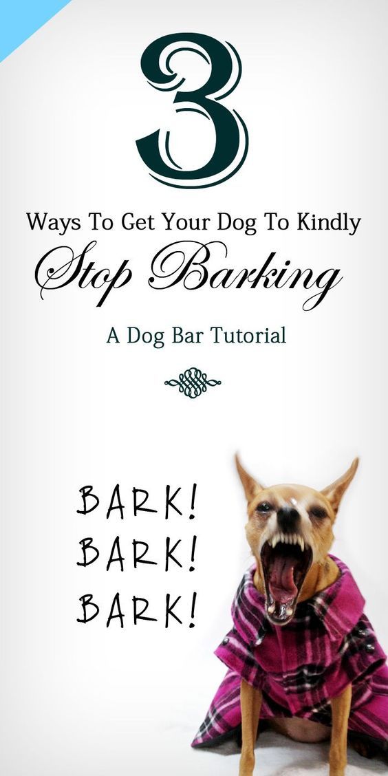 how to get your to stop barking 25 b 228 sta stop from barking id 233 erna p 229 tips om att tr 228 na hunden how to get your to stop barking 25 b 228 sta stop from barking id 233 erna p 229 tips om att tr 228 na hunden