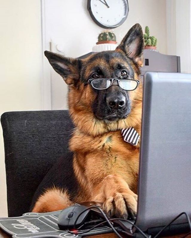 I Did The Math We Can T Afford The Cat Mr Ricoslife