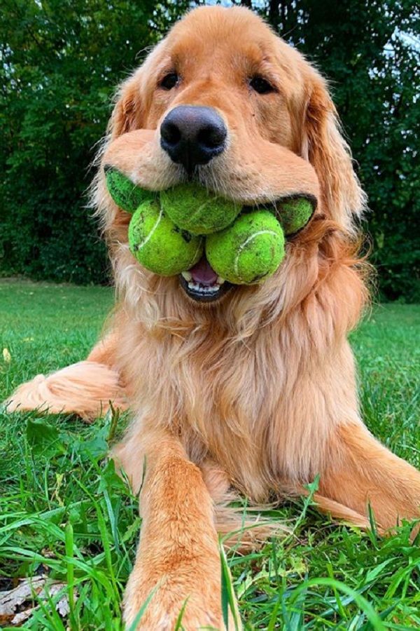 Ball Obsessed Golden Retriever Can Fit A Record Six Tennis Balls