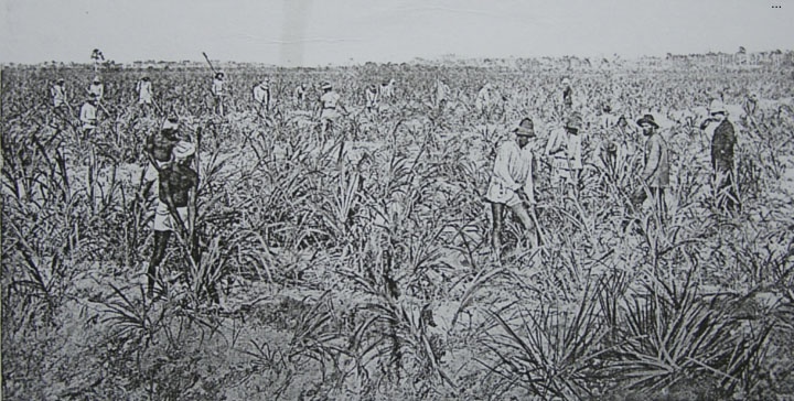the impact of indentured labourers on caribbean society history essay Most of these indentured labourers were drawn from the agricultural and laboring classes of the uttar pradesh and bihar regions of north india, with a comparatively smaller number being recruited from bengal and various areas in south india. the impact of indentured labourers on caribbean society history essay Most of these indentured labourers were drawn from the agricultural and laboring classes of the uttar pradesh and bihar regions of north india, with a comparatively smaller number being recruited from bengal and various areas in south india.