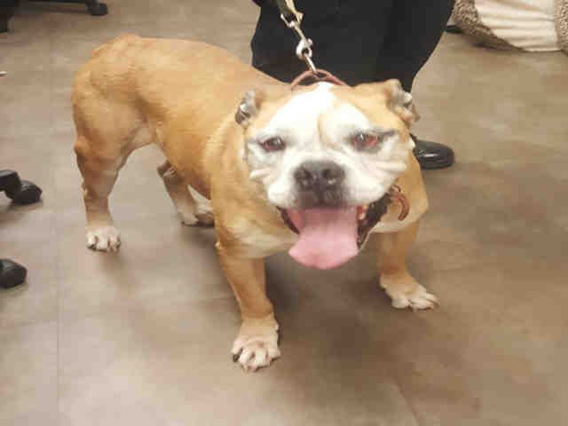 Www Petharbor Com Pet Cltn A001449 Adopt Me Purebreds Pets