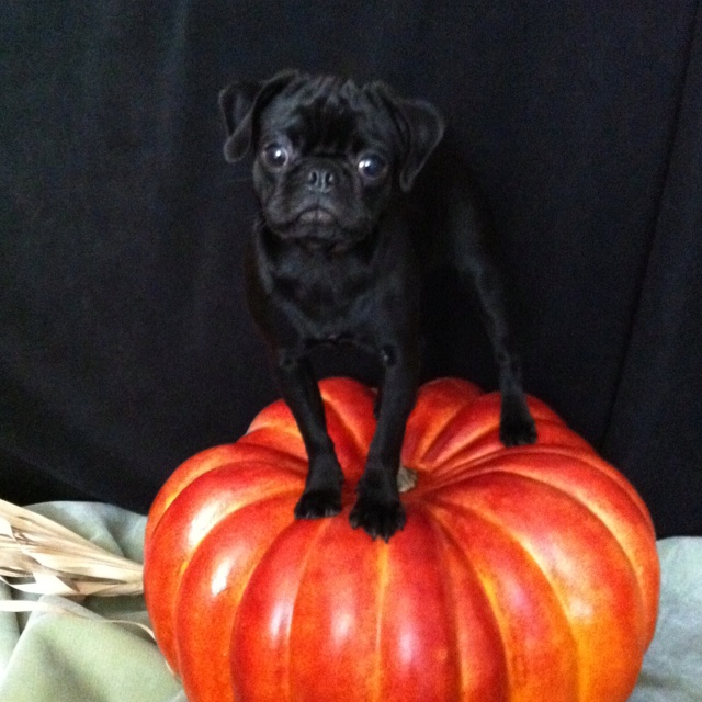 pumpkin pug 71 best pumpkin pugs images on pumpkins pug and animals pumpkin pug 71 best pumpkin pugs images on pumpkins pug and animals