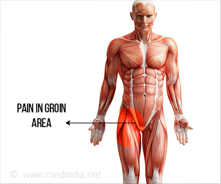 Diagram Of Groin Area