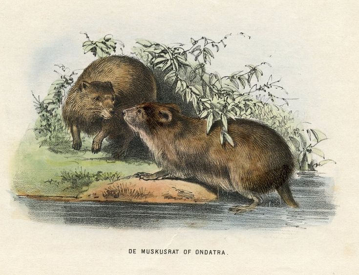 Vintage beaver hunt