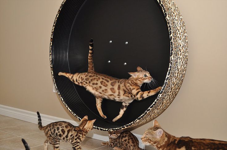 Roues D Exercice Pour Chats Roue Pour Chat Chat Roue