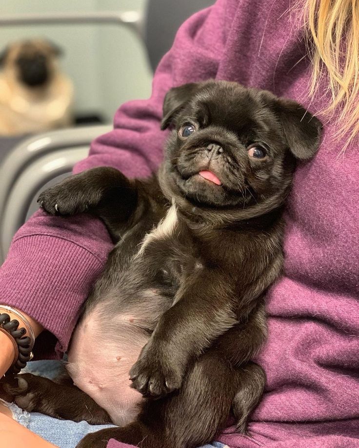 Baby pugs, Pregnant dog, Cute pugs