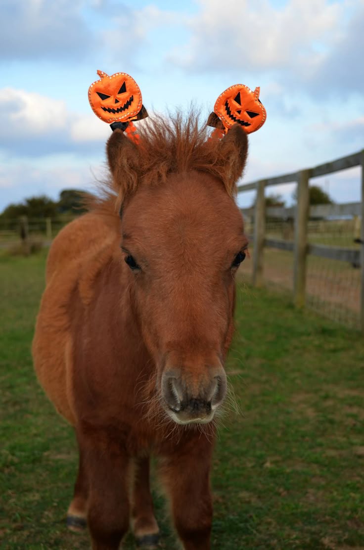 Funny Halloween Animal Costumes 68 best horsey halloween images on pinterest halloween Funny Halloween Animal Costumes 68 best horsey halloween images on pinterest halloween