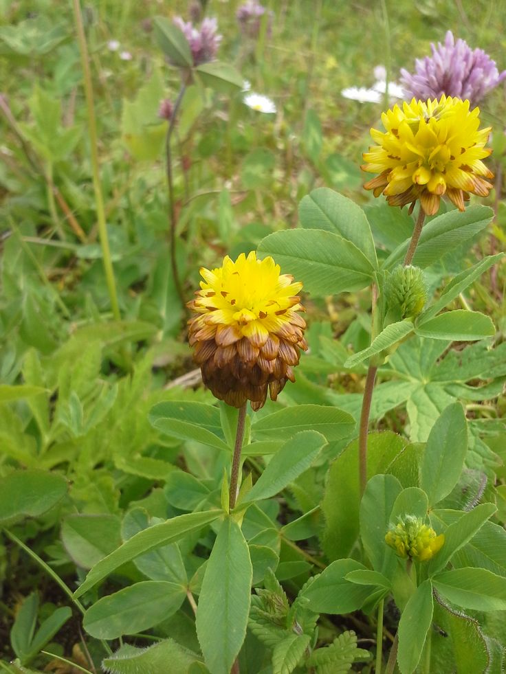 Brauner Klee Im Garten Braun-Klee (Trifolium badium) #Kleinwalsertal. | Wiesenblumen, Pflanzen