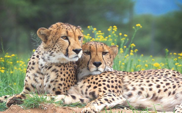 There are now only 7,500 cheetahs left in the world is there time to