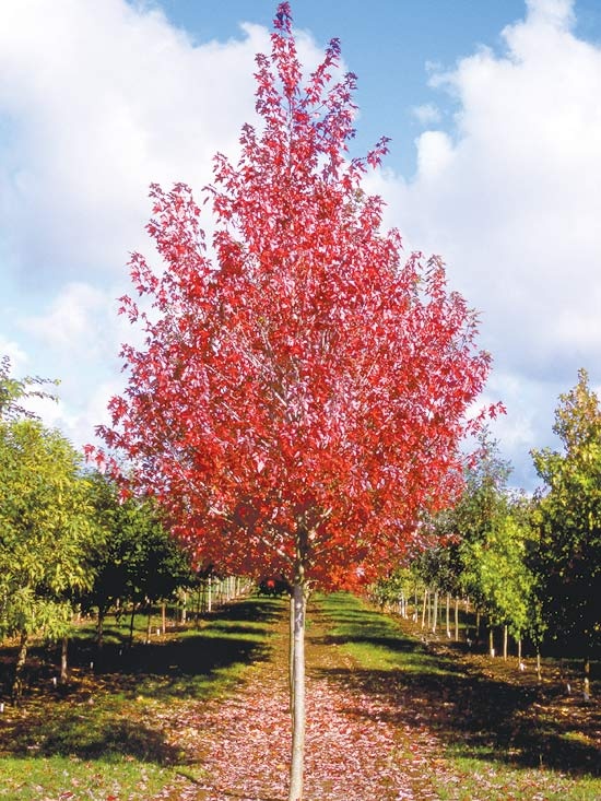 maple tree usda 277 best sun landscaping images on shrubs gardening and sun landscaping maple tree usda 277 best sun landscaping images on shrubs gardening and sun landscaping