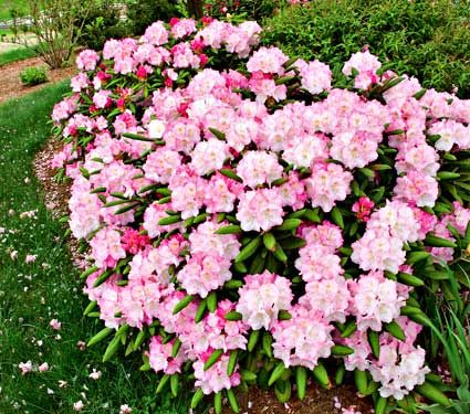 67 Best Zone 7 Shade Perennials Images On Pinterest Gardening Rhododendron Yaku Prince