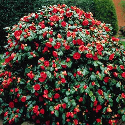 Camellia 50 States Of Red White Blue Pinterest Shrubs Camellia 50 States Of Red White Blue Pinterest Shrubs And Flowering