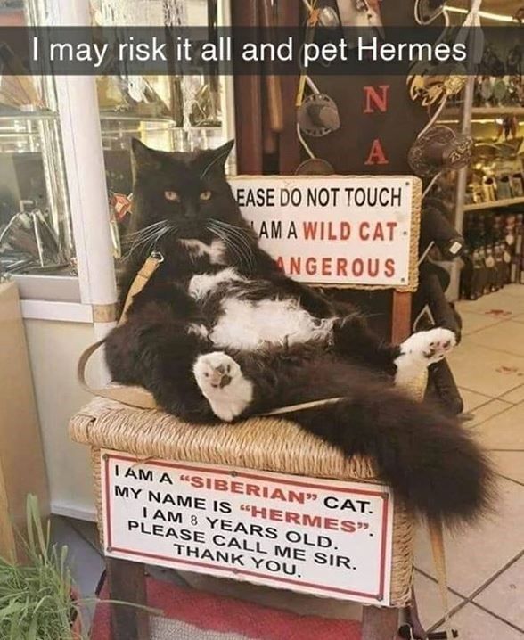my by cat work from home