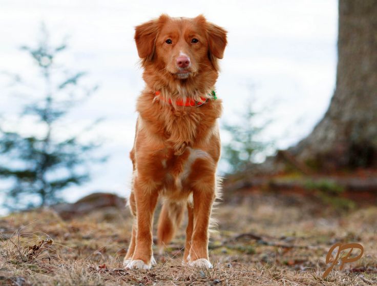Scotia Dog Training Scotia Dog Training