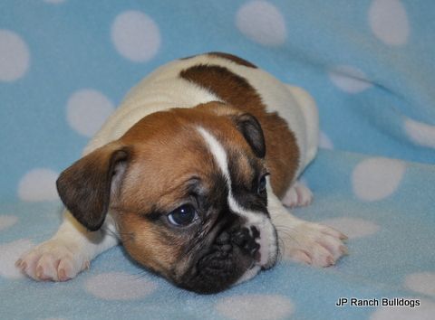Jp Ranch Bulldogs Bulldog Puppies Puppies Dogs