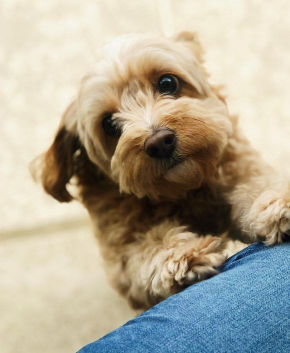 Gallery Of Cute Puppy Pictures And Adorable Dog Photos Cute Dog