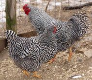 27 best rare and heritage chickens and chicken colors images on are dominique chickens good flyers
