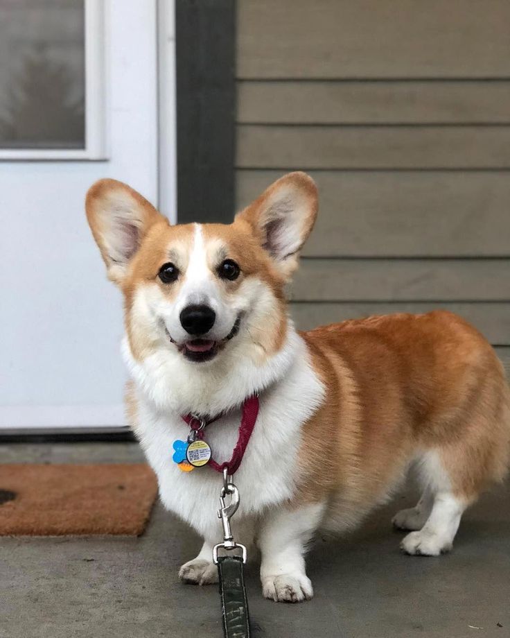 More About Fun Pembroke Welsh Corgis Puppy Grooming Pembrokewelshcorgi Corgilovers Corgimix Pembrokewelshcorgisable Corgi Corgi Dog Cute Corgi
