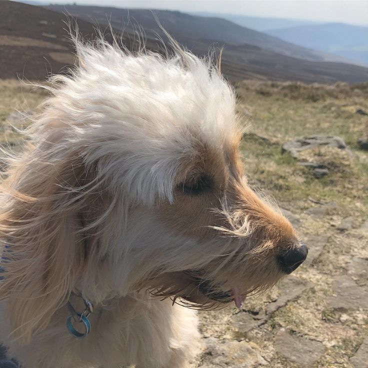 The Wind In My Hair Peakdistrict Derbyshire Cockapoo