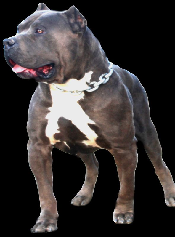 Bgk S Picasso Photo Casso Black 2 Zps1s0hg12v Jpg Pitbull