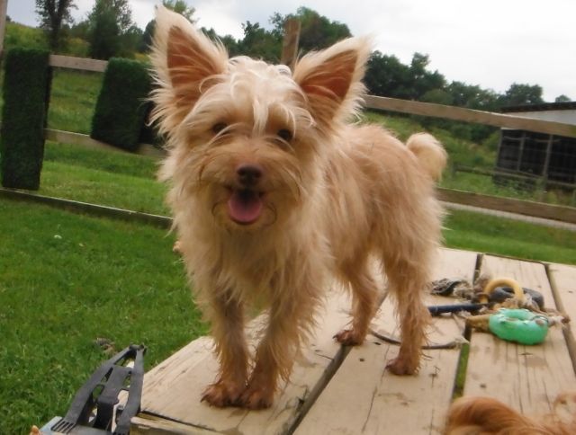 44 Best Images About Gregory S Blondie Other Yorkie S On | 44 best gregory s blondie other yorkie s images on 44 Best Images About Gregory S Blondie Other Yorkie S On | 44 best gregory s blondie other yorkie s images on