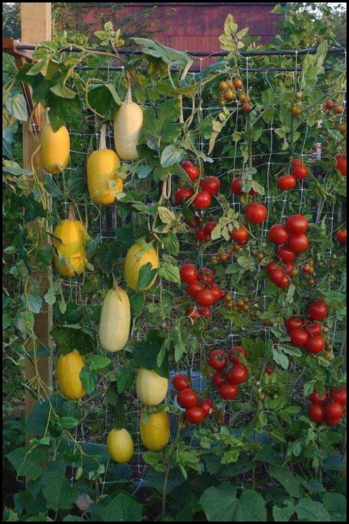 vertical gardens are the best type of garden for growing vegetables in a small yard - Vegetable Garden Ideas Small Spaces vertical gardens are the best type of garden for growing vegetables in a small yard - Vegetable Garden Ideas Small Spaces