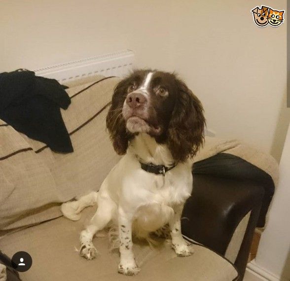 Adorable Little Girl Roxy Dogspa Doggroomersblyth