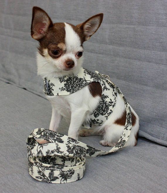 Dog Harness Set Harness Leash Set Matching Leash Pet Xs Dog
