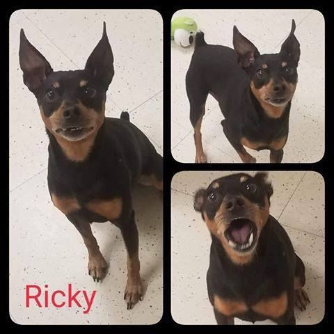 Adopt Ricky On Shelter Dogs Pet Adoption Miniature Pinscher