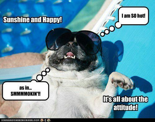 Funny Dog Pictures, Photos Images from Funny Dog Pictures, Photos Images from