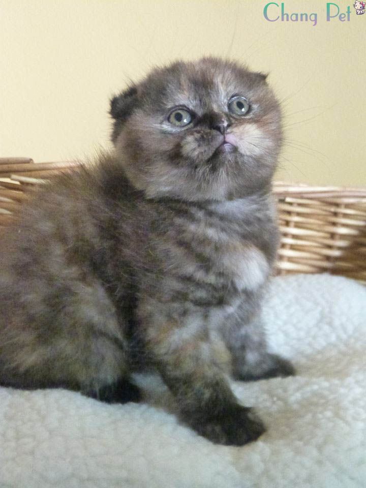 Scottish Fold Munchkin Kittens Munchkin Scottish Fold Napoleon